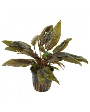 Cryptocoryne wendtii 'Tropica'